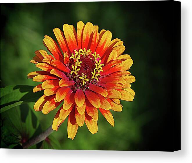 Gold And Orange Zinnia Canvas Print featuring the photograph Going for the Gold by Karen McKenzie McAdoo
