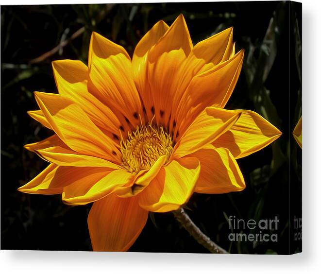 Golden Daisy Canvas Print featuring the photograph Golden Daisy by Kaye Menner
