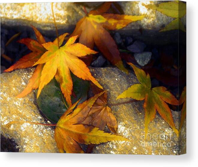 Golden Light Canvas Print featuring the photograph Golden leaves 2015 by Sandra Peery