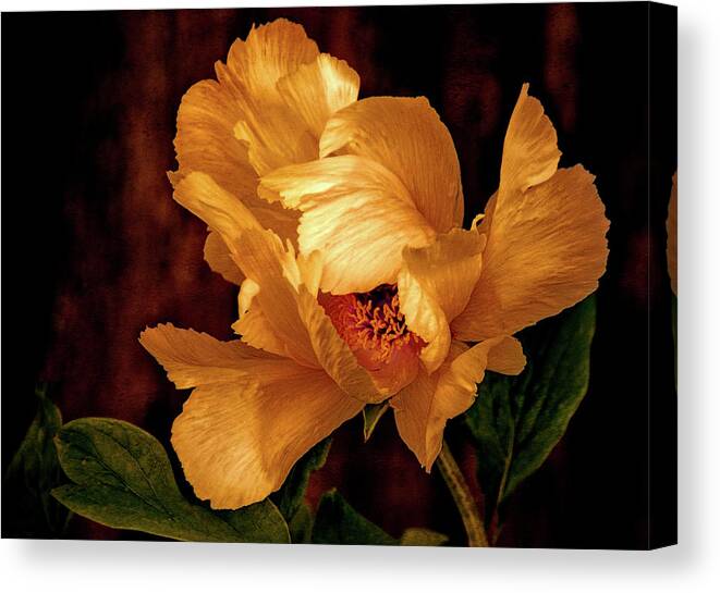 Peony Canvas Print featuring the photograph Golden Peony by Julie Palencia
