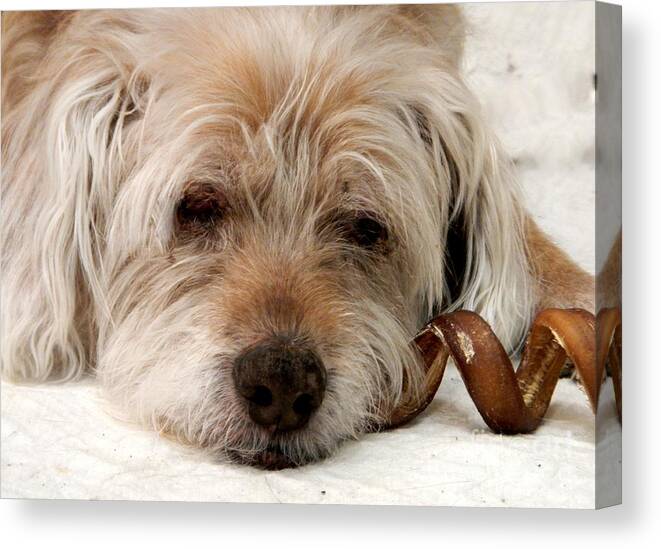 Good Dog Canvas Print featuring the photograph Goodbye Old Friend by Laura Wong-Rose
