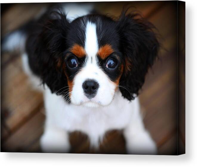 Gracilu Canvas Print featuring the photograph GraciLu by Susie Weaver