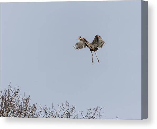 Great Blue Heron Canvas Print featuring the photograph Great Blue Heron 2015-14 by Thomas Young
