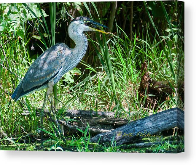 Great Blue Heron Canvas Print featuring the photograph Great Blue Heron Fish Meal by Ed Peterson