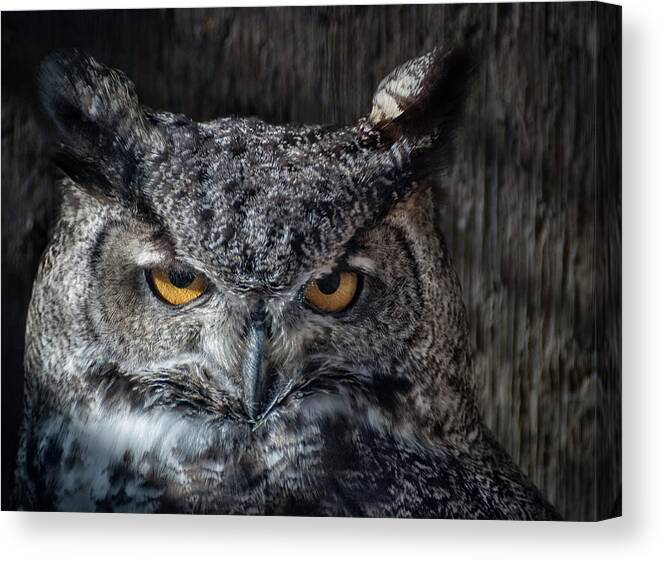 Animal Ark Canvas Print featuring the photograph Great Horned Owl by Rick Mosher