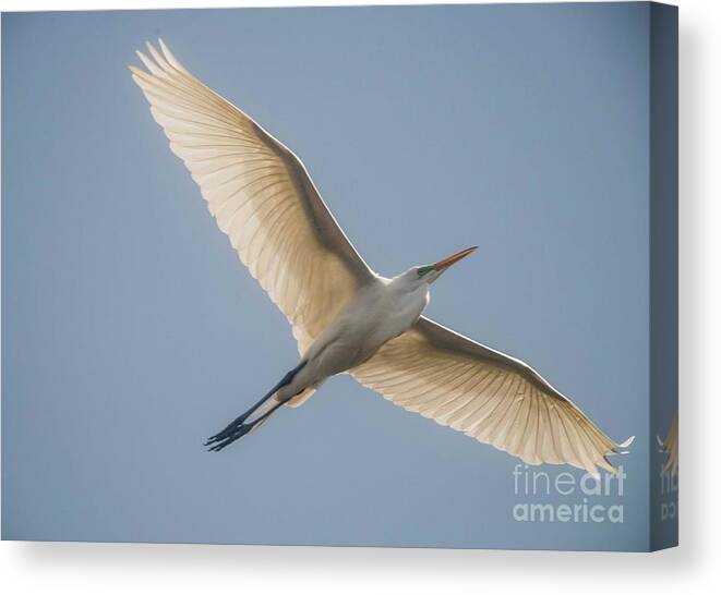 White Egret Canvas Print featuring the photograph Great White Egret by David Bearden