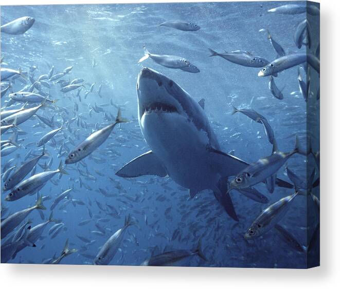 Mp Canvas Print featuring the photograph Great White Shark Carcharodon by Mike Parry
