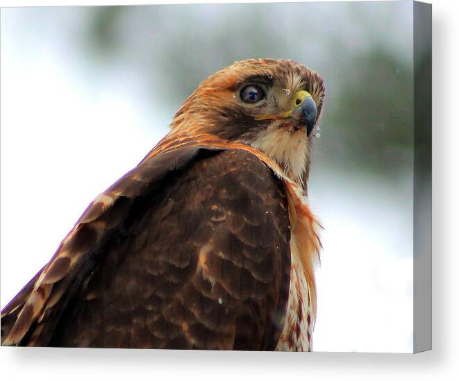 Hawk Canvas Print featuring the photograph Hawk by Bruce Patrick Smith