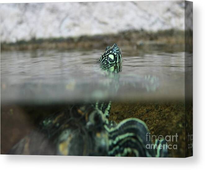  Turtle Canvas Print featuring the photograph Heads Up by Erick Schmidt