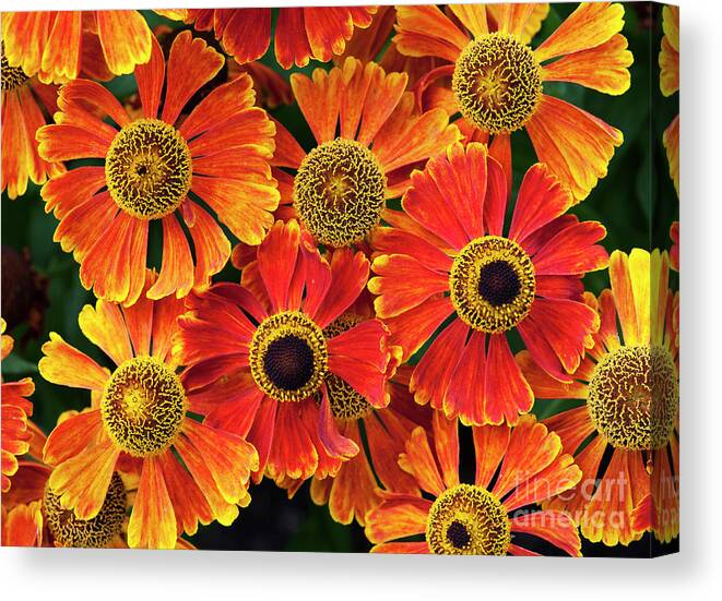Helenium Waltraut Canvas Print featuring the photograph Helenium Waltraut Pattern by Tim Gainey