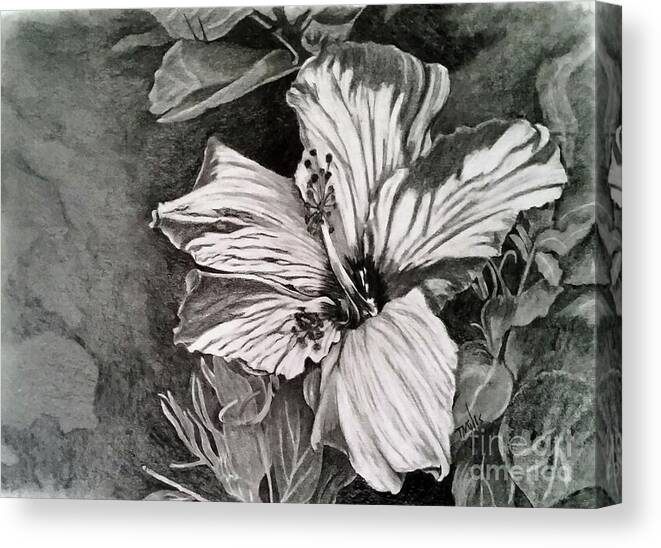 Hibiscus Canvas Print featuring the drawing Hibiscus by Terri Mills