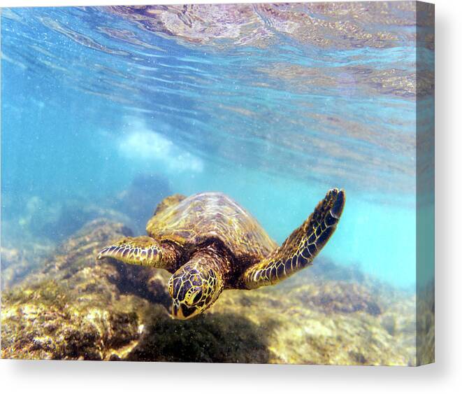 Chris Johnson Canvas Print featuring the photograph Honu by Christopher Johnson