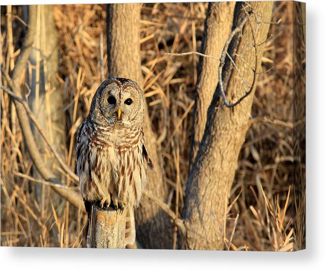 Owl Canvas Print featuring the photograph Hooter by Thomas Danilovich