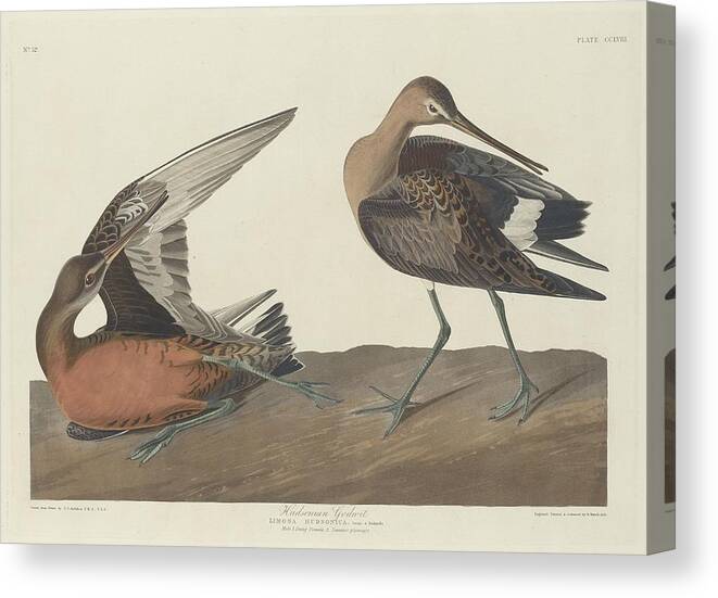Audubon Canvas Print featuring the drawing Hudsonian Godwit by Dreyer Wildlife Print Collections 