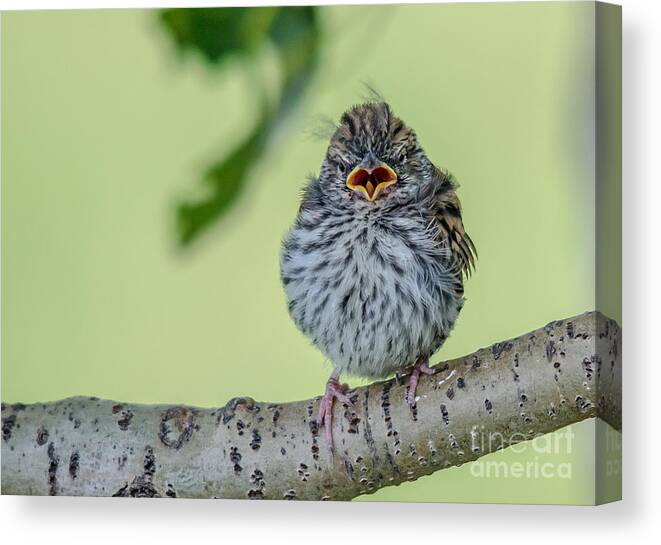 Fledgling Canvas Print featuring the photograph Hungry Baby Bird by Cheryl Baxter