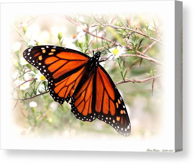 Butterfly Canvas Print featuring the photograph Img_5290-004 - Butterfly by Travis Truelove