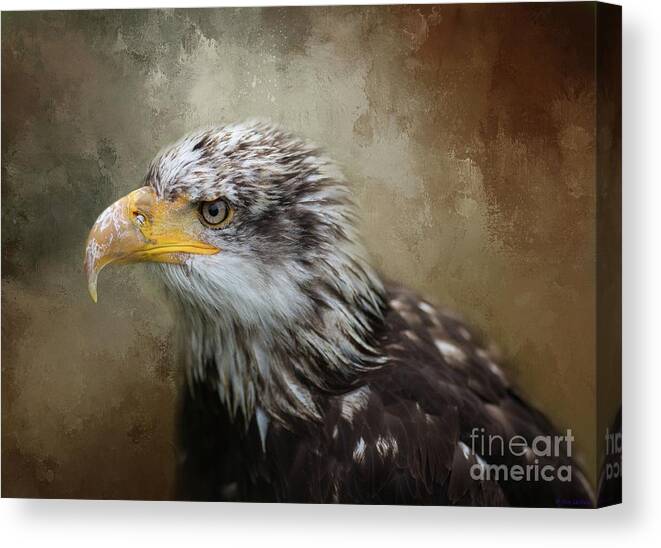 Bald Eagle Canvas Print featuring the photograph Immature Bald Eagle by Eva Lechner