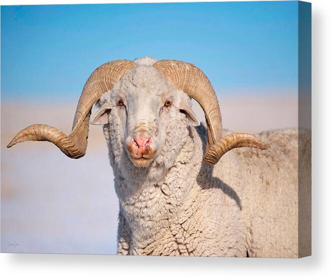 Ram Canvas Print featuring the photograph In Charge by Amanda Smith