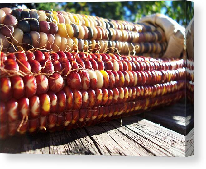 Indian Corn Canvas Print featuring the photograph Indian Corn on The Cob by Shawna Rowe