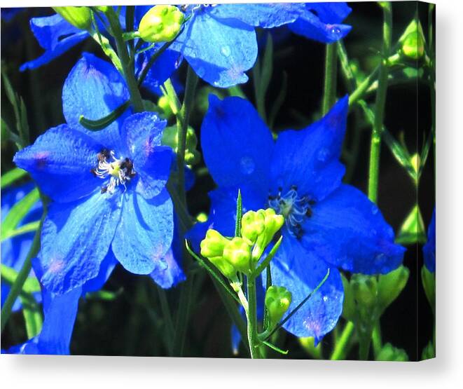 Flower Canvas Print featuring the photograph Intense Blue by Ian MacDonald