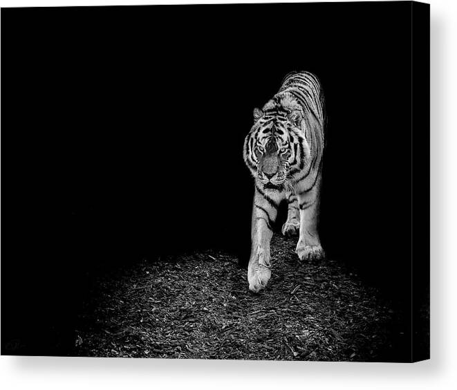 Amur Canvas Print featuring the photograph Into the light by Paul Neville