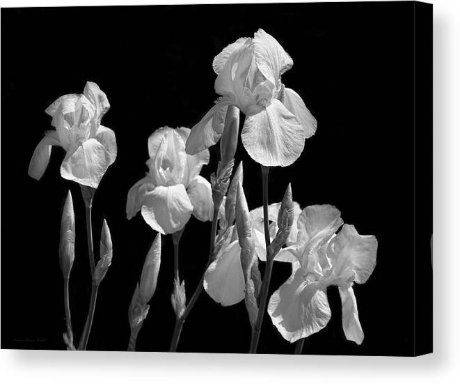 Iris Canvas Print featuring the photograph Iris Flowers in The Garden Black and White by Jennie Marie Schell