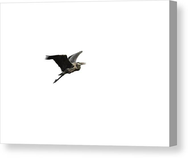 Great Blue Heron Canvas Print featuring the photograph Isolated Great Blue Heron 2015-3 by Thomas Young