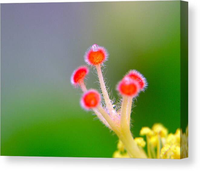 Hibiscus Canvas Print featuring the photograph Jewel of the Crown by Adam Johnson