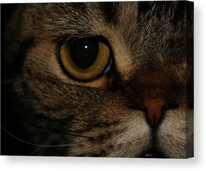 Scottish Fold Canvas Print featuring the pyrography June 2009 by Robert Morin