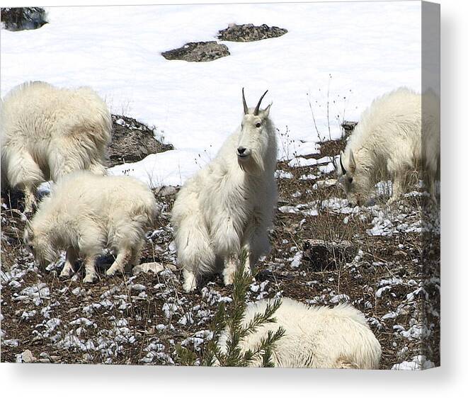 Mountain Goats Canvas Print featuring the photograph King Of The Hill by DeeLon Merritt