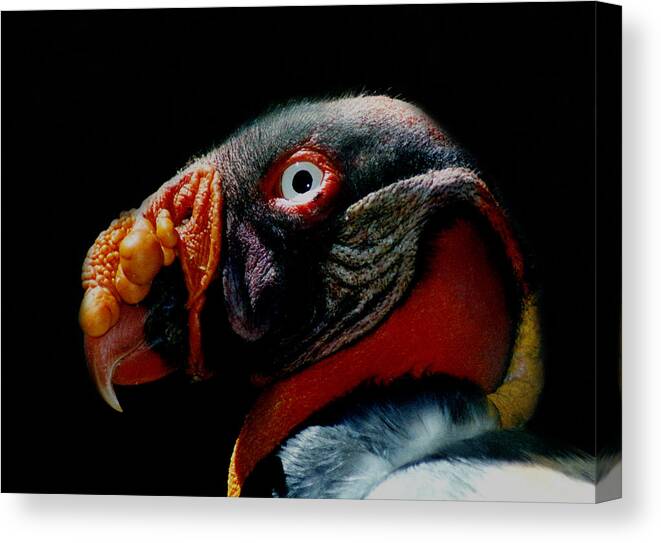 Vulture Canvas Print featuring the photograph King Vulture by Amarildo Correa