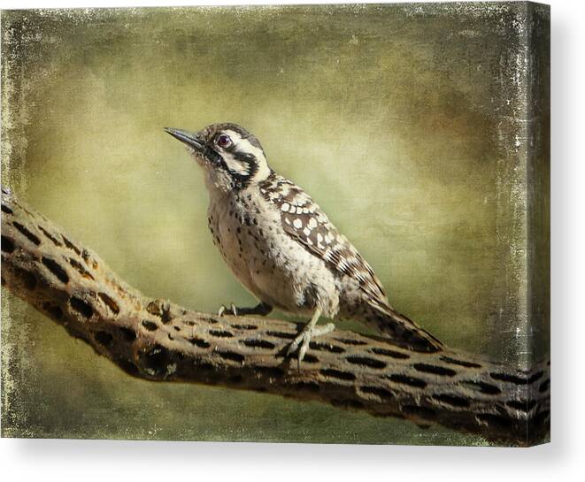Ladder-backed Woodpecker Canvas Print featuring the photograph Ladder-backed Woodpecker by Barbara Manis