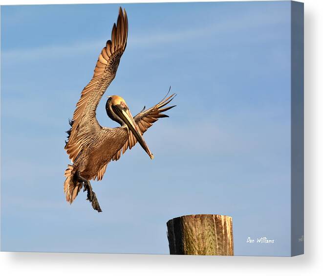 Pelican Canvas Print featuring the photograph Landing Point by Dan Williams