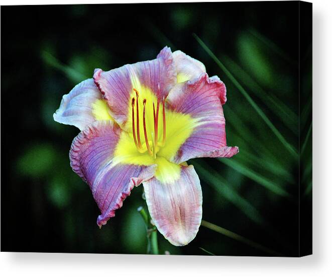 Daylily Canvas Print featuring the photograph Lavender And Yellow Lily by Cynthia Guinn