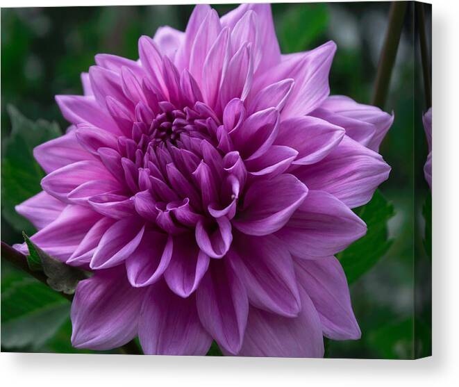 Florals Canvas Print featuring the pyrography Lavender Dahlia by Arlene Carmel