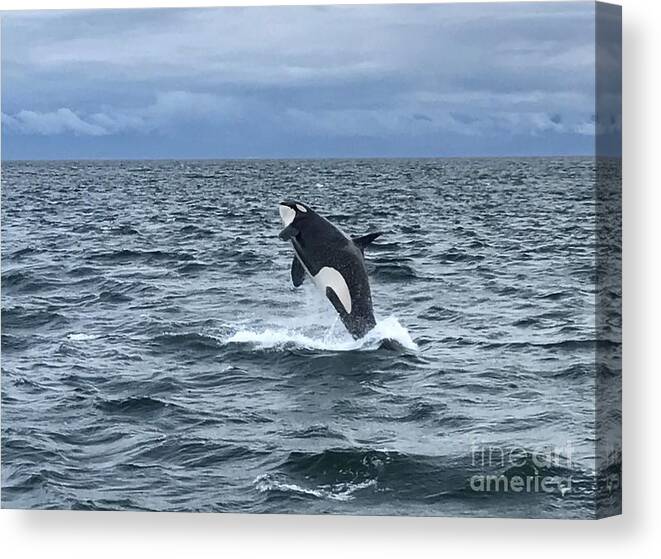 Orca Canvas Print featuring the photograph Leaping Orca by Barbara Von Pagel