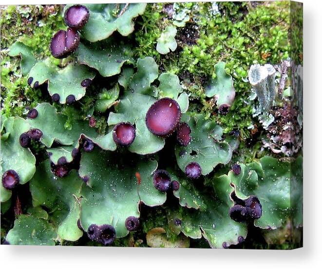 Purple Canvas Print featuring the photograph Lichen by 'REA' Gallery