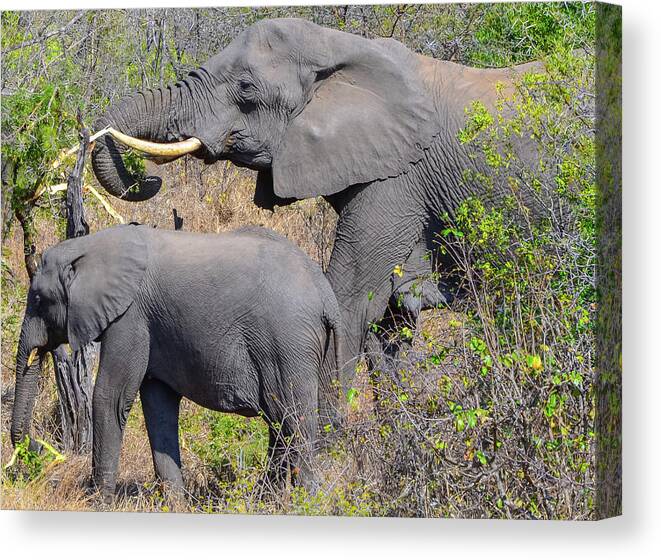 Africa Canvas Print featuring the photograph Like Father Like Son by Jeff at JSJ Photography