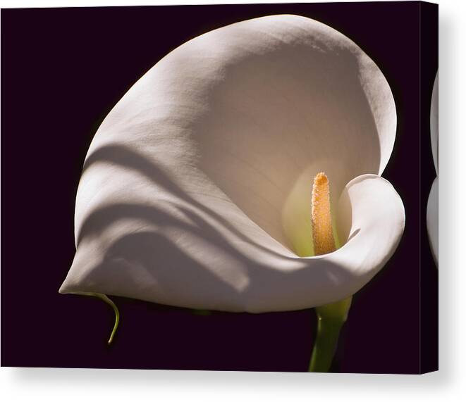 Calla Lily Canvas Print featuring the photograph Lily in Shadows by Mick Burkey