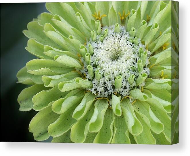 Flora Canvas Print featuring the photograph Lime Green Zinnia by Bruce Bley