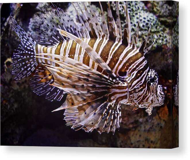 Lion Fish Canvas Print featuring the painting Lionfish by Joan Reese