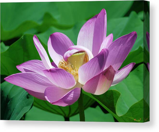 Lotus Canvas Print featuring the photograph Lotus--Center of Being--Protective Covering ii DL0088 by Gerry Gantt
