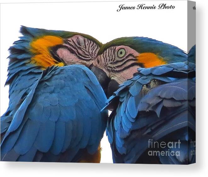 Arara Canvas Print featuring the photograph Macaw Couple by Metaphor Photo