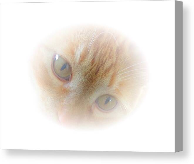 American Canvas Print featuring the photograph Magic Eyes by Judy Kennedy