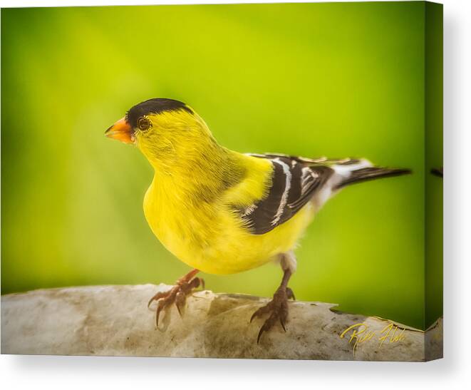 Animals Canvas Print featuring the photograph Male Goldfinch by Rikk Flohr