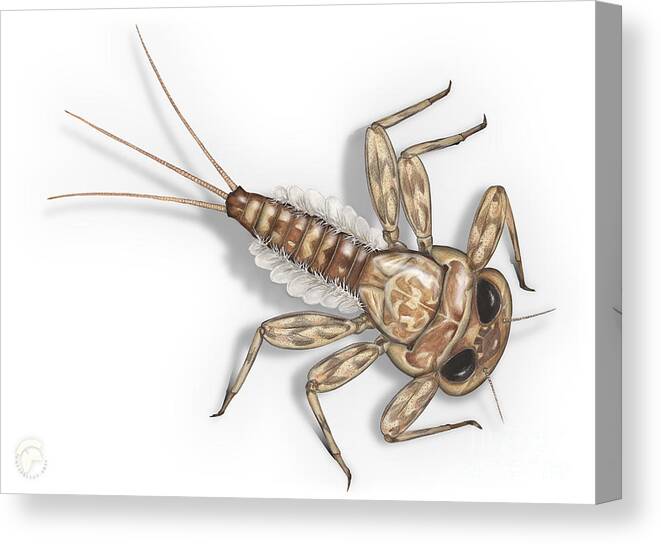 Mayfly Canvas Print featuring the painting Mayfly Larva Nymph Rithorgena Ecdyonurus venosus - moscas de may by Urft Valley Art Matt J G Maassen-Pohlen