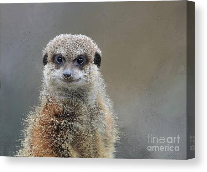 #faatoppicks Canvas Print featuring the photograph Meerkat by Eva Lechner