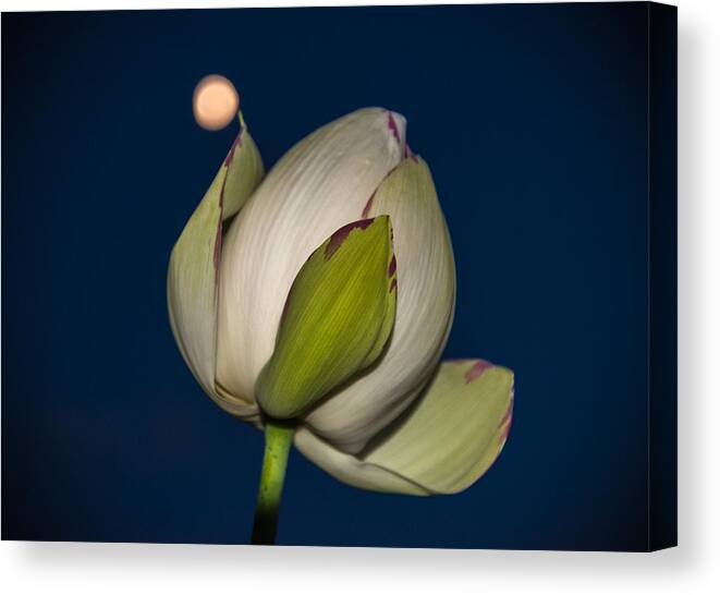 Night Canvas Print featuring the photograph Moon Flower by Kristopher Schoenleber