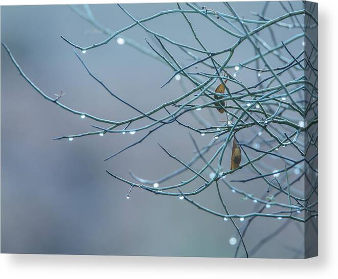 Dew Canvas Print featuring the photograph Morning Dew by Tam Ryan