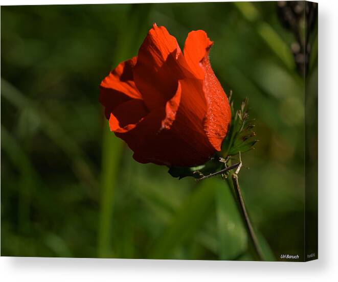 Flowers Canvas Print featuring the photograph Morning Glory by Uri Baruch